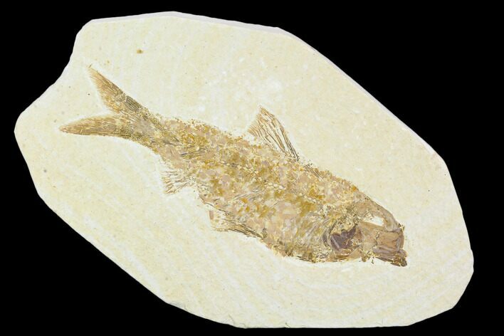 Detailed Fossil Fish (Knightia) - Wyoming #104181